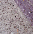 Lavender Purple